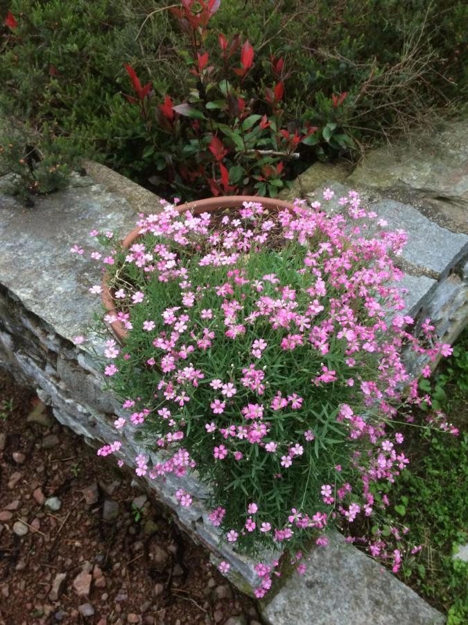 Dimora Fiorita Senior My Holiday Home Varallo Exterior foto